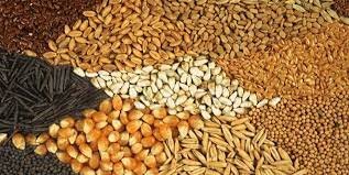 کاهش قیمت جهانی گندم و روغن و خوراک دام