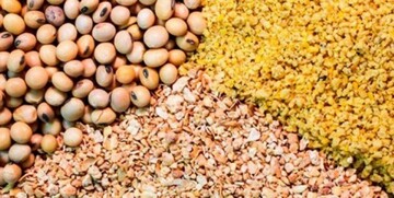 ورود قوه قضاییه به بحران نهاده‌های دامی