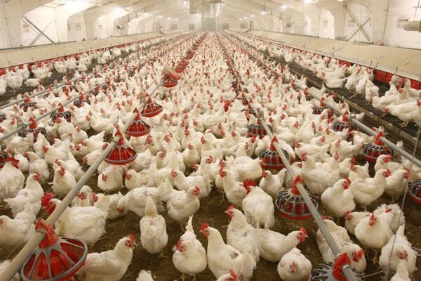 صنعت مرغداری ایران در حال فروپاشی است