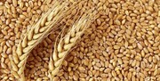 رکورد جدید افزایش قیمت گندم در بازارهای جهانی/ رشد ۷ دلاری در یک روز