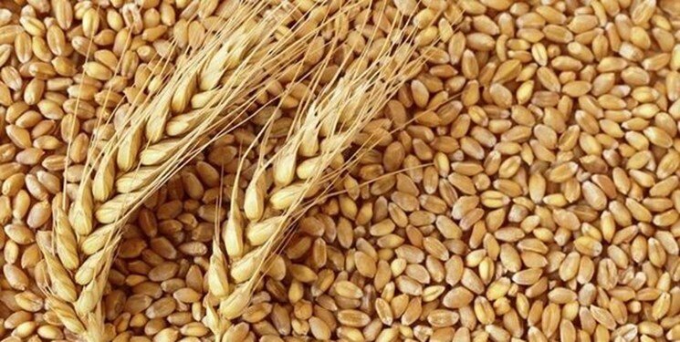 رکورد جدید افزایش قیمت گندم در بازارهای جهانی/ رشد ۷ دلاری در یک روز