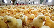 تولید روزانه گوشت مرغ به ۲۲۰ تُن در روز می رسد