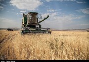 هشدار فائو در مورد بی ثبات شدن بازار غلات دنیا با تشدید بحران اوکراین