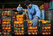 روایت تابش از چگونگی حذف سازمان حمایت از قیمت گذاری میوه شب عید توسط وزارت جهاد کشاورزی