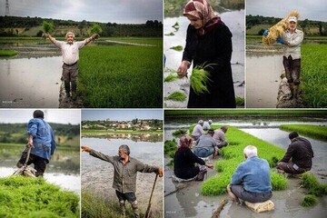 شالیکاری در مازندران و امید برای قیمت واقعی برنج نو