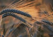 افزایش ۵ درصدی قیمت گندم در بازار جهانی