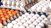 روزانه ۱۷۰ تن تخم مرغ از خراسان رضوی به دیگر استانها ارسال می‌شود