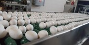 ممنوعیت واردات مرغ و تخم‌مرغ به کویت