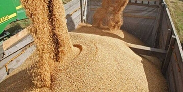خرید بیش از یک میلیون و ۱۷۰ هزار تن گندم در خوزستان