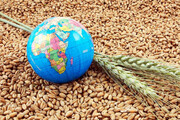 گزارشی جامع از امنیت غذایی در کشور با اتکا بر تولید داخلی