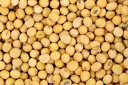 بیش از ۱۳۵ تن سویا وارداتی قاچاق در خرم‌آباد کشف شد