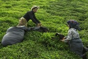 قیمت خرید تضمینی برگ سبز چای افزایش یافت
