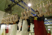 ۱۷ هزار تن گوشت مرغ در خراسان شمالی تولید شد