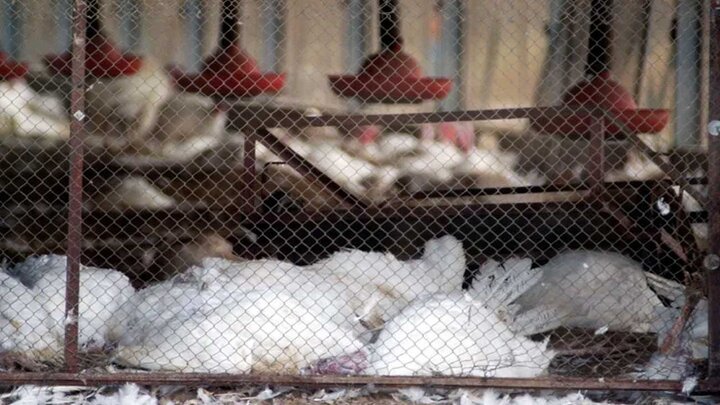 شیوع آنفولانزای مرغی در فرانسه ۱۰ میلیون ماکیان را از بین برد