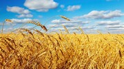 افزایش قیمت خرید تضمینی گندم موجب قطع دست دلالان می شود