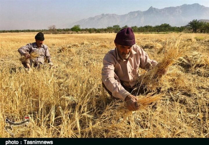 افزایش قیمت جهانی گندم به‌خاطر نگرانی‌های برداشت در آمریکا و موانع صادرات اوکراین