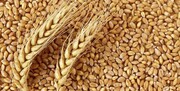 رشد ۳۳ دلاری قیمت جهانی گندم در یک روز
