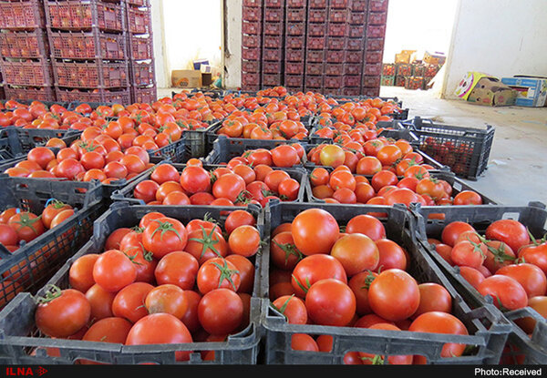 عوارض صادراتی ۵۵درصدی گوجه فرنگی زراعی ابلاغ شد