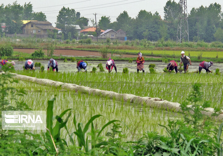 جهاد کشاورزی ترویج کشت قراردادی برنج در آستارا را دستور کار قرار دهد