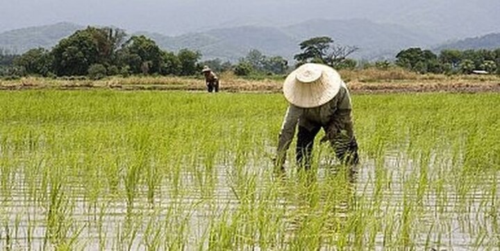 لغو ممنوعیت واردات برنج در فصل برداشت حرکت اشتباهی بود