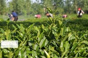 توصیه‌های کشاورزی به چایکاران برای فصل جدید