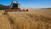 کاهش صادرات غلات و کمبود میلیون‌ها تن گندم در جهان