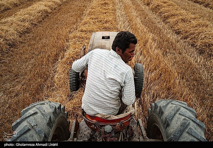پیش‌بینی وزارت کشاورزی آمریکا از تولید ۱۶میلیون‌تنی ۲ غله مهم ایران طی سال جاری