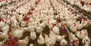 کمبود نقدینگی مرغداران/ ۳ پیشنهاد برای تأمین مالی تولیدکنندگان‌ مرغ