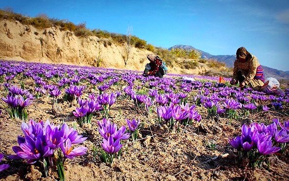 کاشت زعفران در ۶۰ هکتار از زمین های کشاورزی آذربایجان غربی