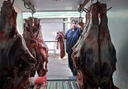 پیشنهاد دامداران برای خرید توافقی گوشت قرمز اعلام شد