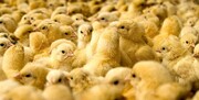 توقف ‌جوجه‌کُشی با اجرای دقیق بسته حمایتی دولت/ مازاد تولید مرغداران‌ خریداری می‌شود