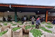 خرید ۵۰ هزار تن برگ سبز چای بهاره از چایکاران