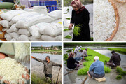 ۲ عامل مؤثر در منطقی شدن قیمت‌های اخیر برنج ایرانی