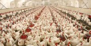 دولت خرید مرغ مازاد مرغداران را تضمین کرده است