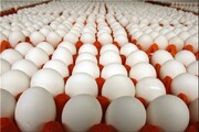 دستورالعمل تکمیلی صادرات تخم مرغ و پولت مرغ ابلاغ شد