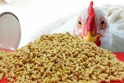 مخالفت اتحادیه مرغداران گوشتی به الزام مصرف دان آماده در مرغداری ها