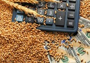 قیمت جهانی گندم در یک روز ۴۴ دلار کاهش یافت