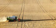 پیش‌بینی کاهش تولید غلات در اروپا به‌خاطر کمبود آب و خشکی هوا