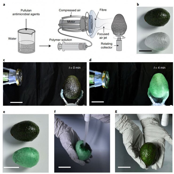 ماده ای گیاهی جایگزین بسته بندی پلاستیکی مواد غذایی