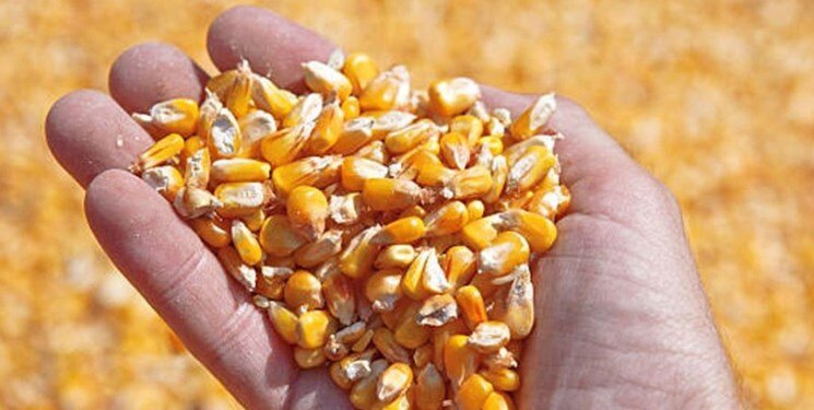 گرفتاری بازار نهاده دام در تله بدهی ارزی و بی‌تصمیمی دولت