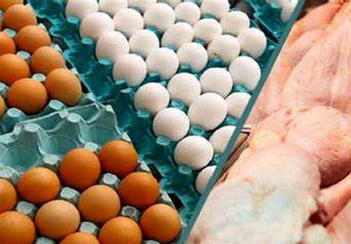 کشور با مازاد تخم مرغ مواجه شد/کمبودی در بازار مرغ نیست