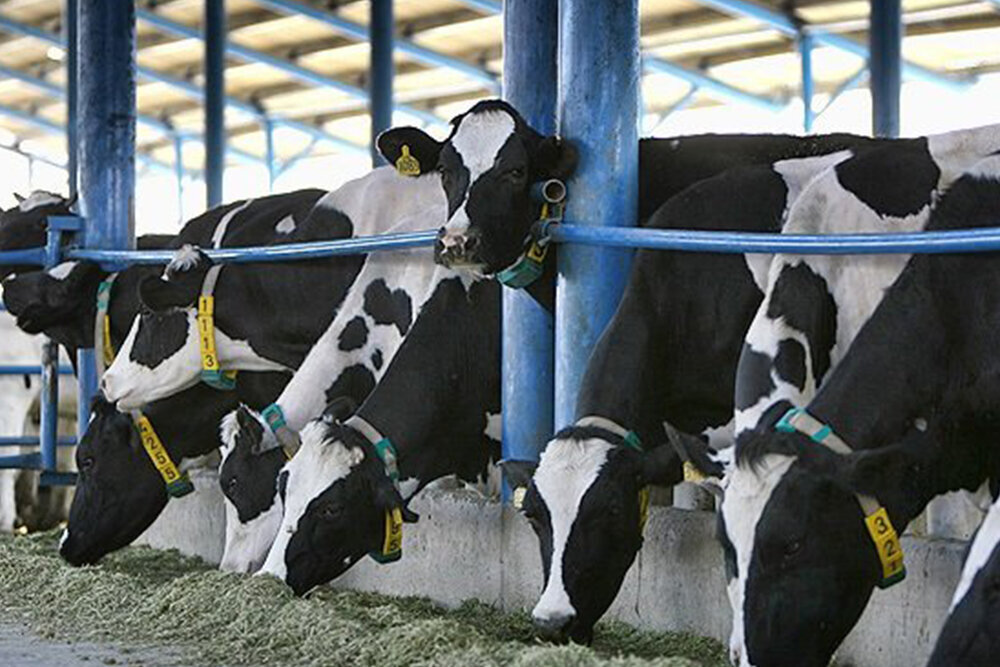 چالشهای دامداران در این روزهای سخت/ حمایتهای دولت چارهساز است؟