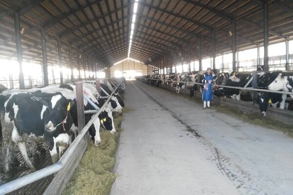 چالشهای دامداران در این روزهای سخت/ حمایتهای دولت چارهساز است؟