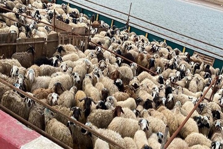 گوسفند قربانی در تهران کیلویی ۳۳۰ هزار تومان