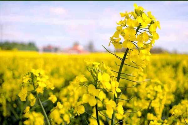 برداشت و خرید دانه کلزا توسط بخش خصوصی آغاز شد برداشت و خرید دانه کلزا توسط بخش خصوصی آغاز شد