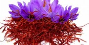 ۱۵۰۰ کیلو گرم زعفران فردا در بورس کالا عرضه می‌شود