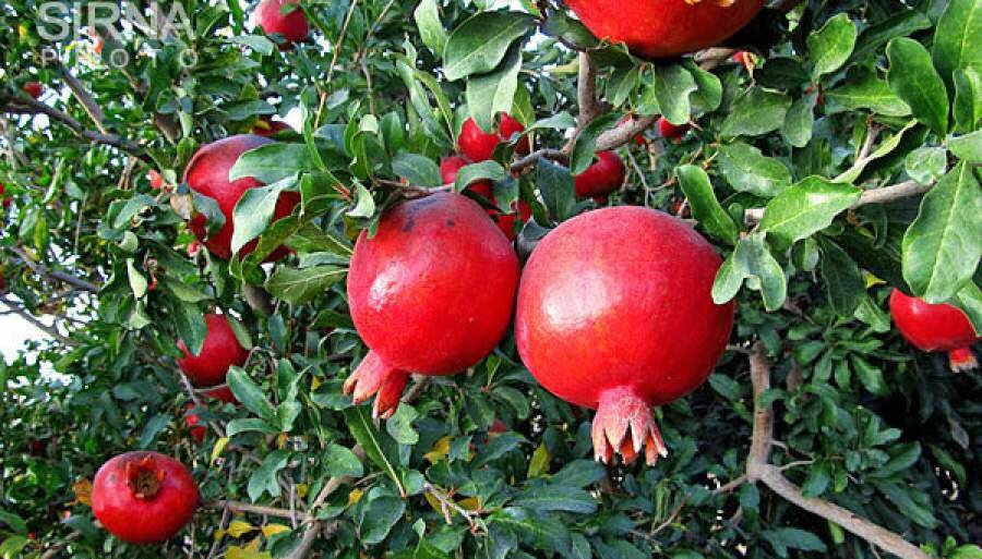 پاییز و توصیههای طب سنتی؛ از خوردن انار تا عناب