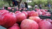 کشت پایه رویشی در باغ‌های سیب جایگزین پایه بذری می‌شود