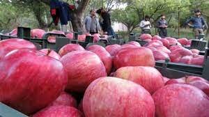  صادرات سیب آذربایجان غربی کاهش یافت