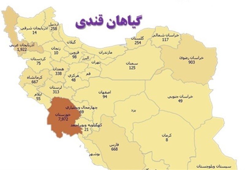 طبقه بندی استانهای کشور برای تولید گیاهان قندی + اینفوگرافیک